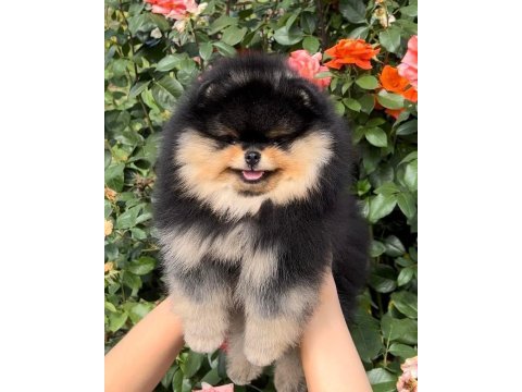 Pomeranian boo orjinal ırk köpekler