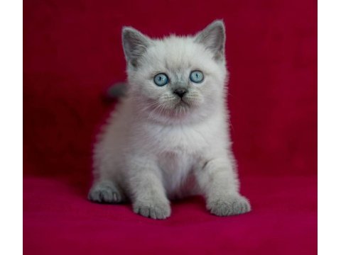 Efsane british shorthair yavruları ankara
