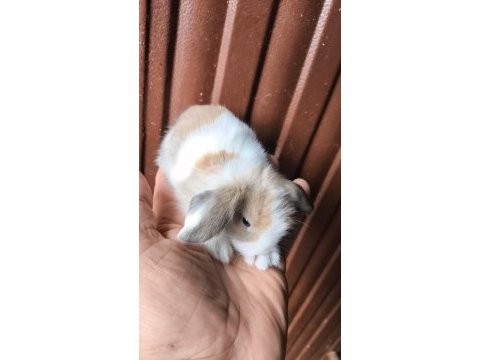 Yavru hollanda lop tavşanları