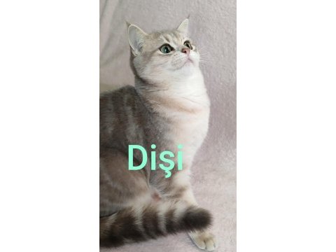 Safkan british shorthair