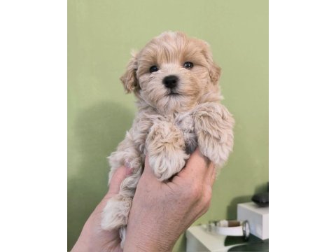 Kıvırcık kıvırcık maltipoo bebekler