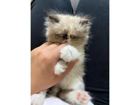 2 aylık dişi persian eğitimleri tam mükemmel yüz hattı