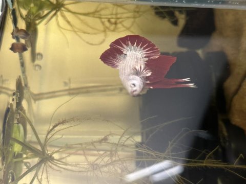 Samurai çift takım betta