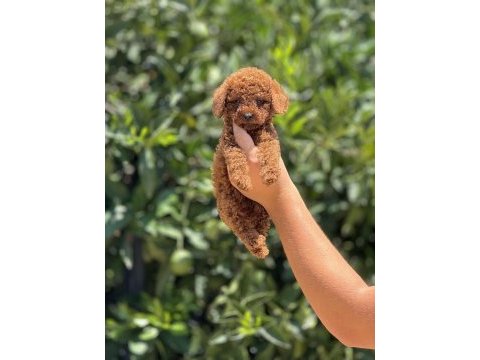 Irk ve sağlık garantili poodle yavrularımız