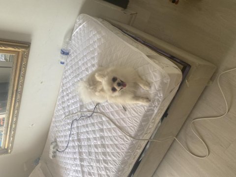 1.5 yaşında dişi pomeranian boo