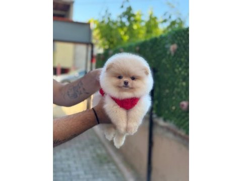 Pamuk şekeri pomeranian boo