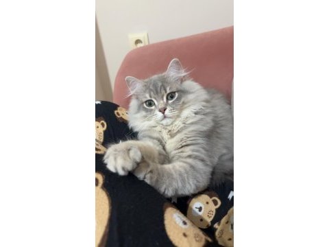 British longhair kedisi