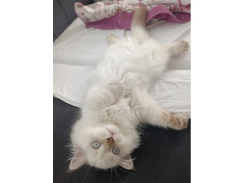 Safkan british blue point yavrumuz