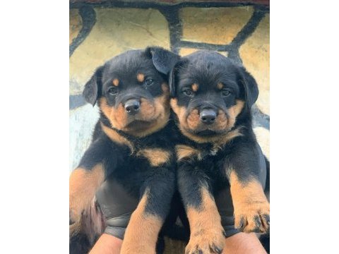 Rottweiler bebekler sağlık ve ırk garantili teslim