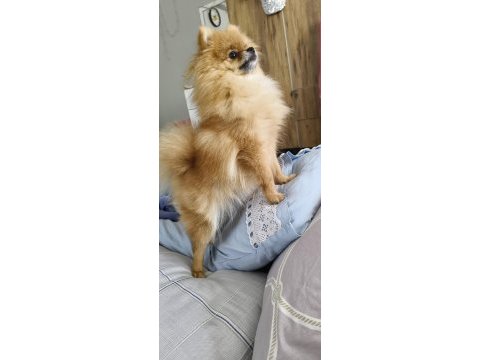 Pomeranian micro dişi
