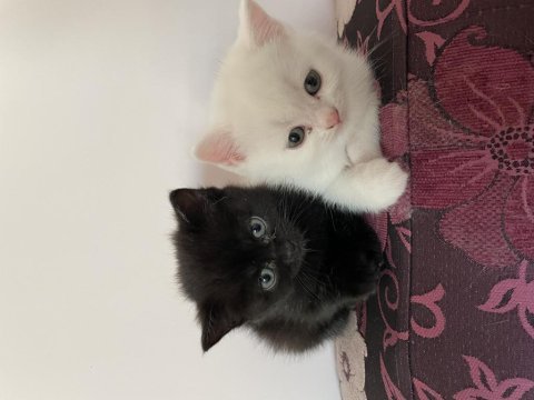 British shorthair yavrularıma yuva arıyorum