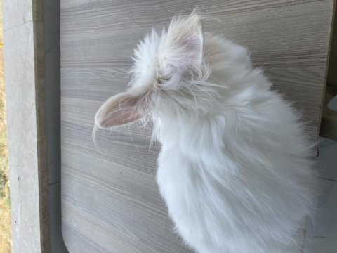 Aslanbaş cinsi pofuduk tavşanımız