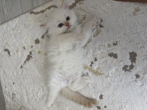 Sevimli yavru british longhair