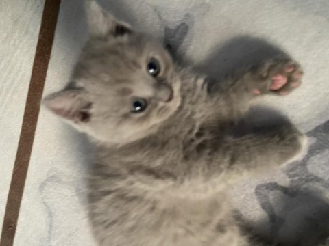 Sevimli british shorthair yavrularımız (erkek)