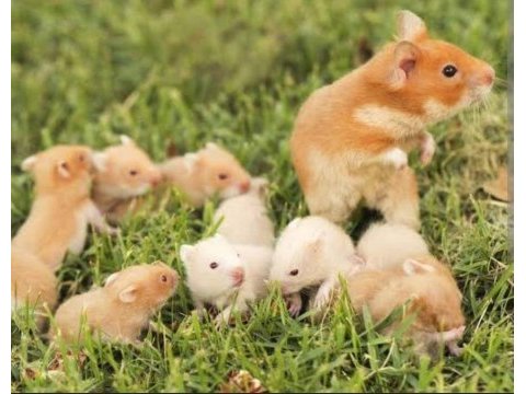 Aynı gün adrese teslim hamster yavrular ve setleri