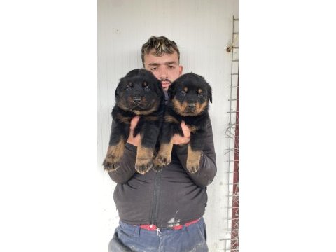 Üst kalite rottweiler yavruları