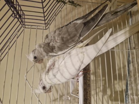 Ev üretimi white face sultan papağanı