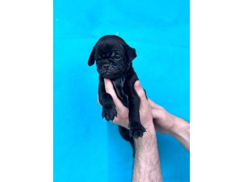 Dişi erkek pug yavruları yer denizli