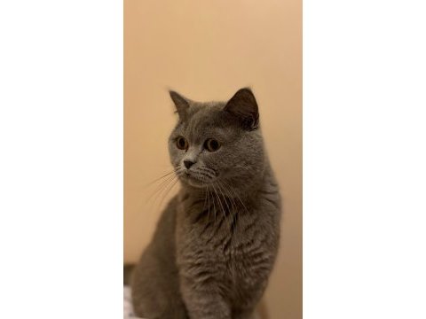 British shorthair oğlumuzu sahiplendiriyoruz