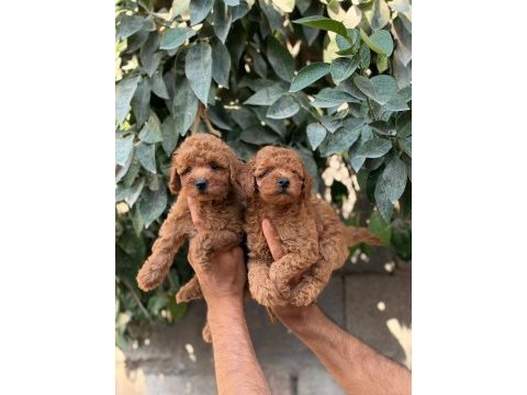 Poodle cins yavrularımız