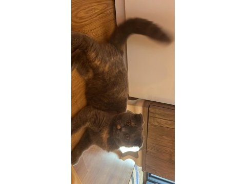 5.5 aylık güzeller güzeli bir dişi scottish fold