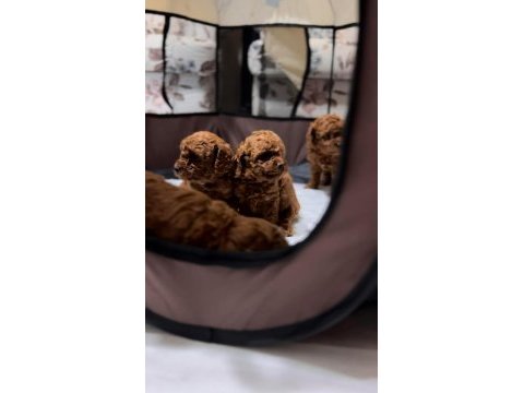 Safkan kore toy poodle bebekler