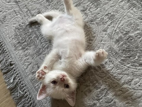 1 mayıs doğumlu british shorthair blue pointler