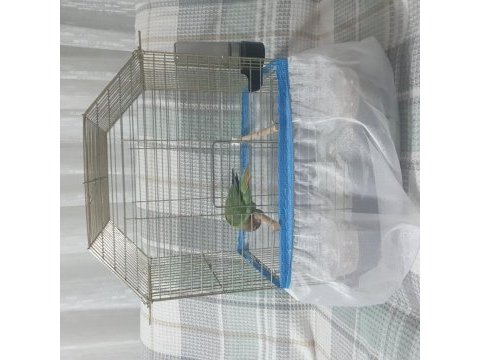 Acil sevda papağanı mutasyon renk kedi ile takas olur