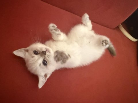 Pamuk british shorthair