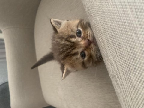 Golden tabby scottish straight