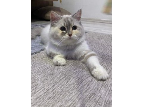 Acil british longhair