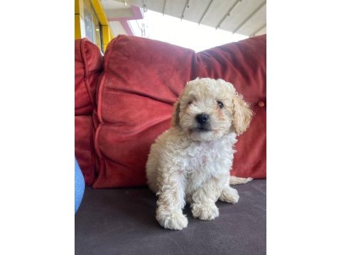 Pamuktan farksız maltipoo bebekler