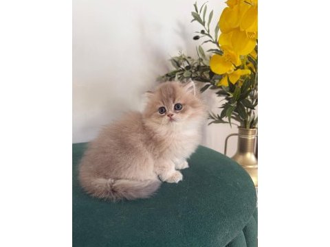 Ay11 british longhair dişi