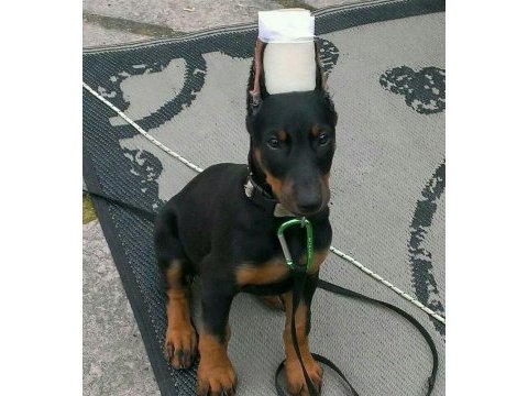 Aksiyon severlere özel doberman
