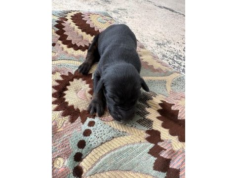 King doberman yavruları