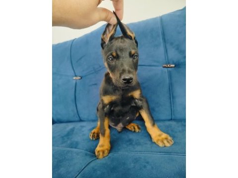 A kalite doberman yavruları