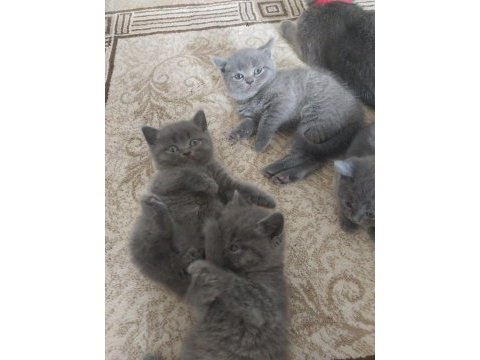 British shorthair yavrularım