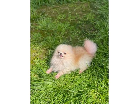 Pomeranian boo