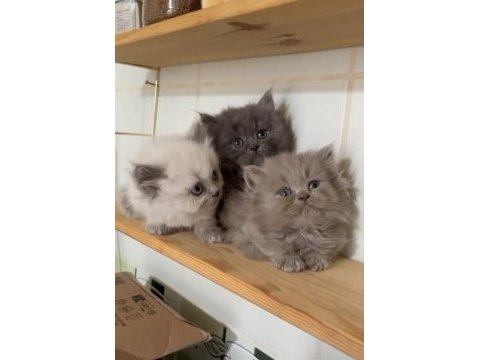 British longhair safkan yavrularımız