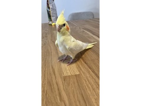 6 aylık sultan papağanı dişi