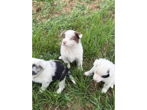 Üreticiden safkan border collie yavrular