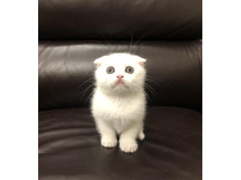 Safkan scottish fold