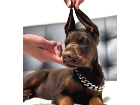 Silah mı doberman mı tartışmaya açıktır