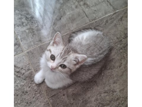 Silver british shorthair yavrularımız