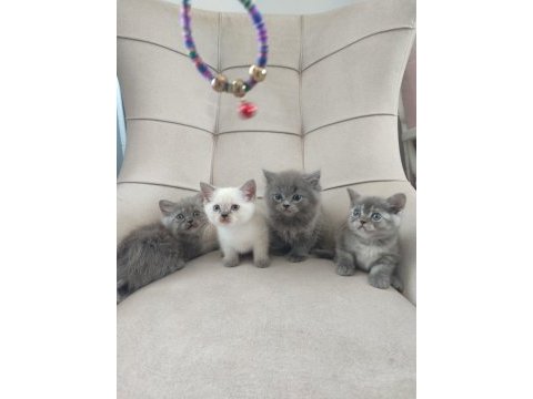 Safkan anne babadan british shorthair ayı surat yavrular