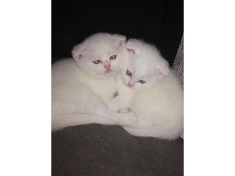 Yavrularımız yeni sahibini arıyor scottish fold