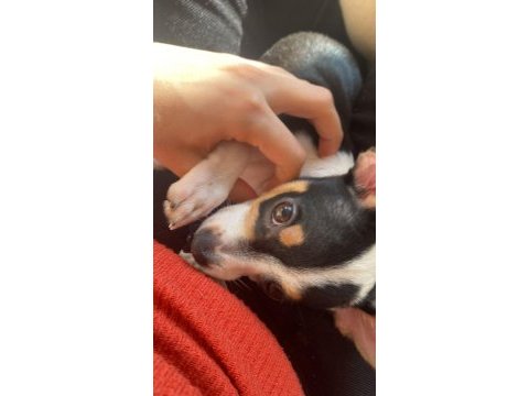 3 aylık erkek chihuahua yavrusu