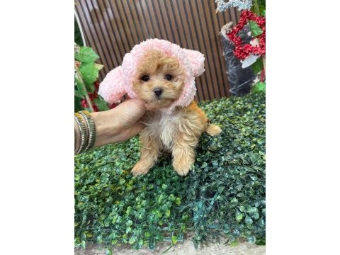Kore kg garantili tuvalet eğitimli maltipoo yavrum