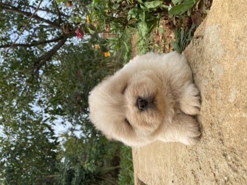 Chow chow köpeği
