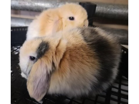 Hollanda lop yavru tavşanlar